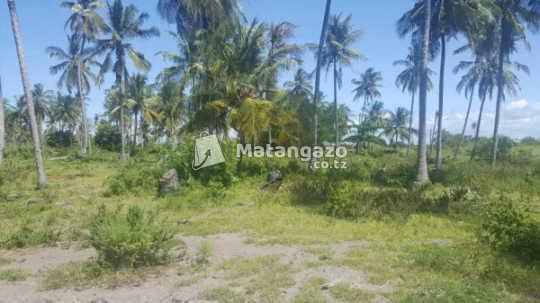 Beach Prot Pangani