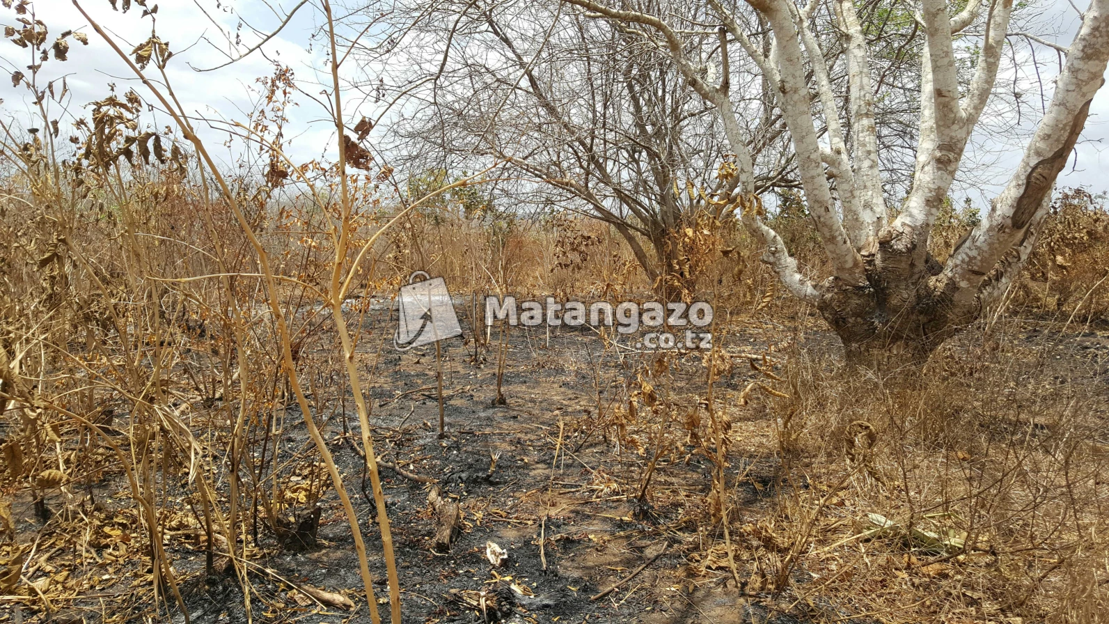 Shamba  Linauzwa  Mwetemo