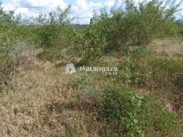Shamba Linauzwa Kiwangwa Mwetemo