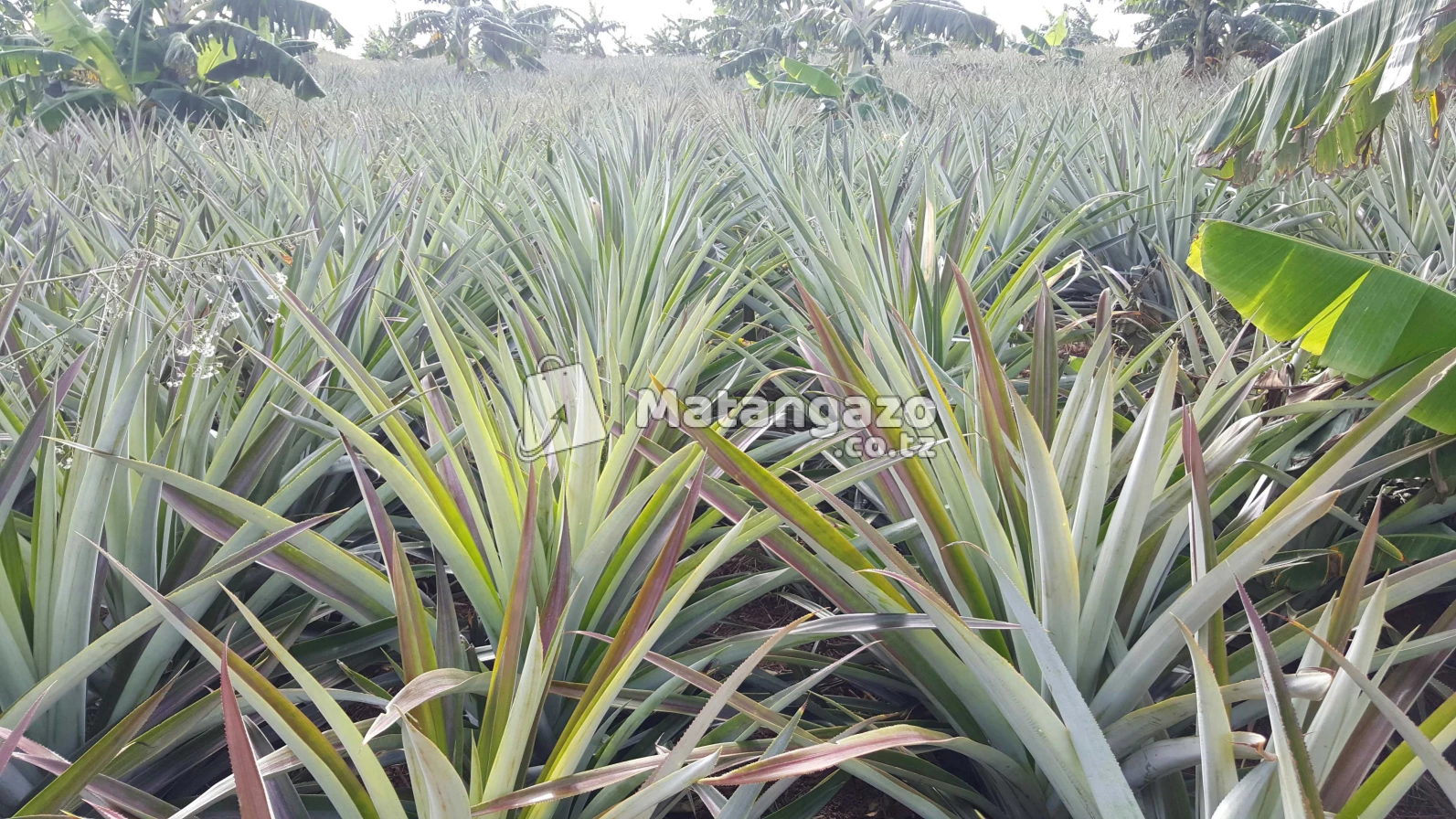 Shamba Linauzwa La Kulima Nanasi