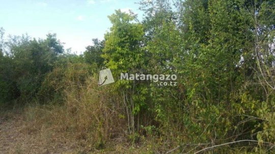 Shamba Linauzwa