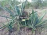 Shamba Linauzwa Kiwangwa