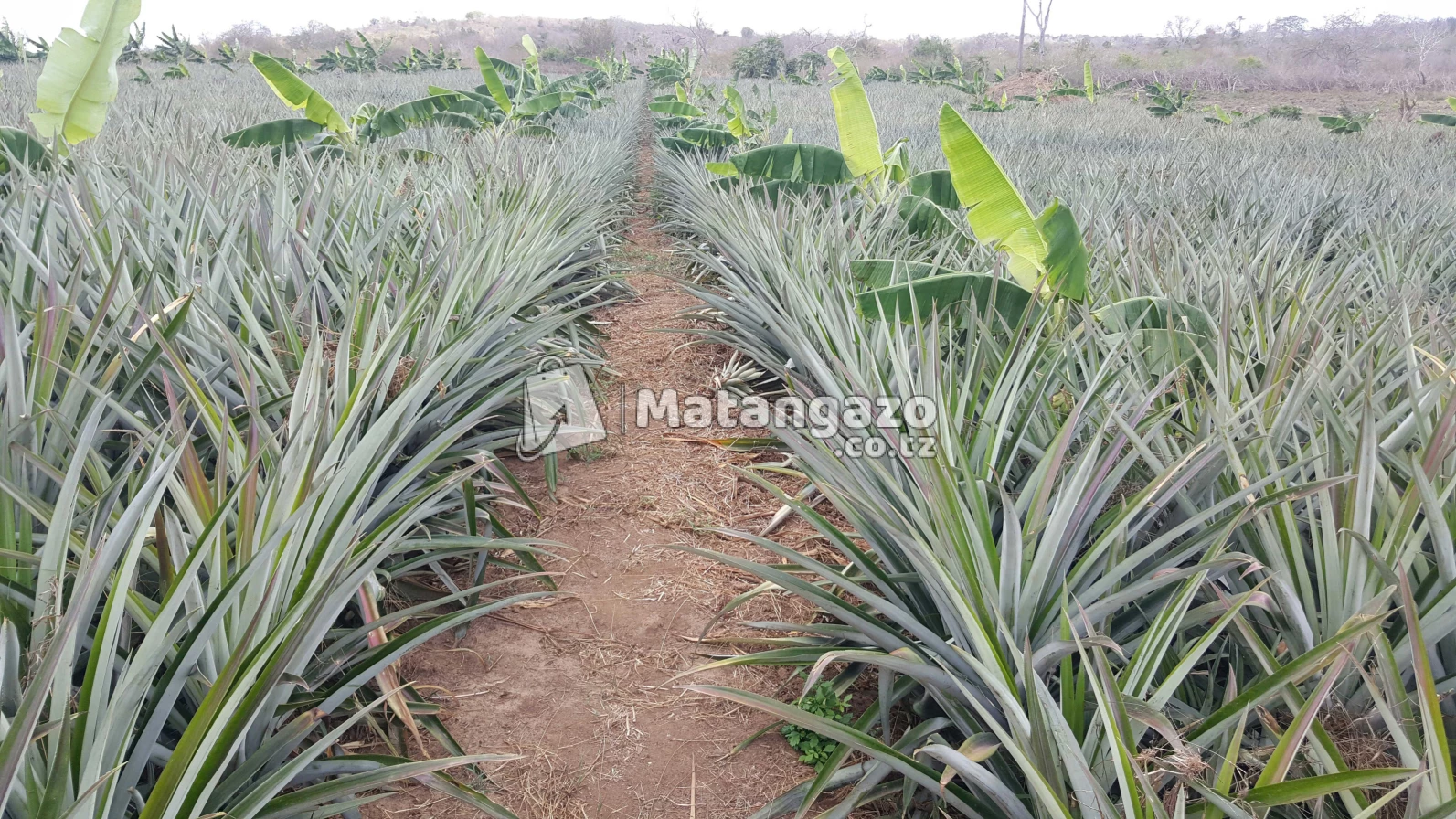 Shamba La Kulima Nanasi