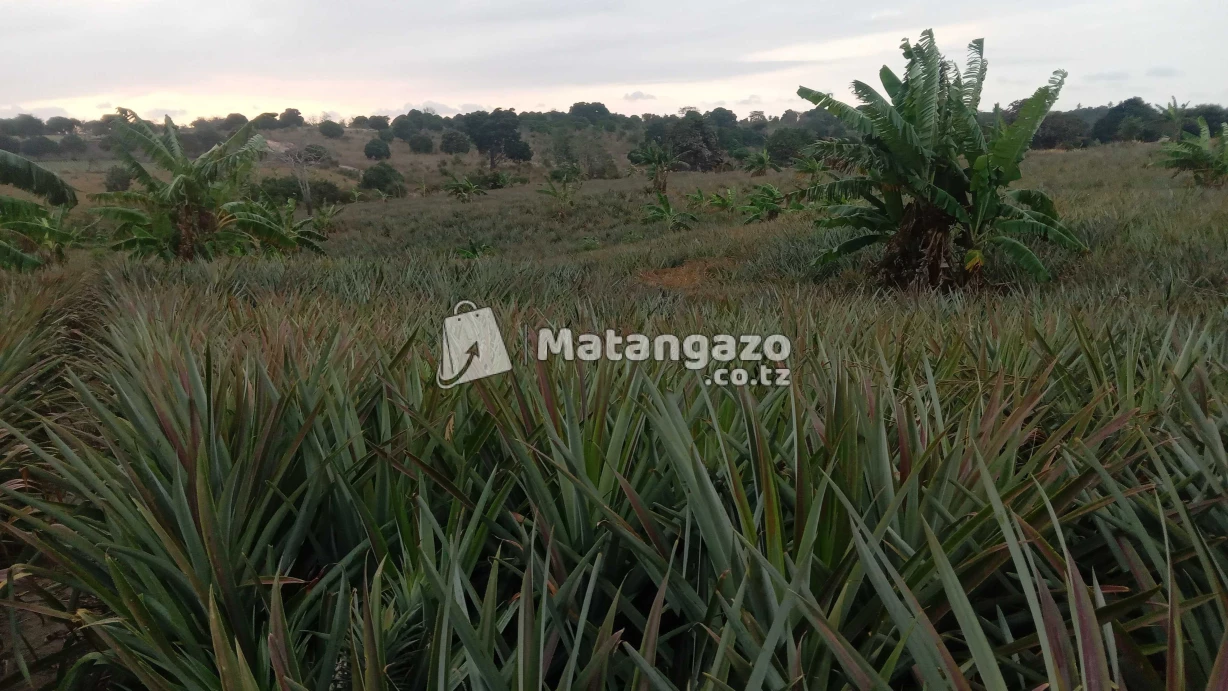 Shamba La Kulima Mananasi Linauzwa