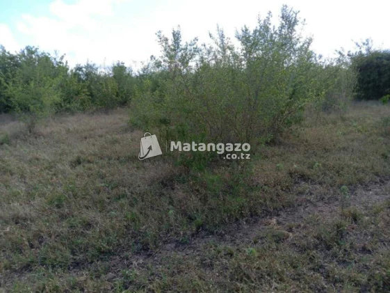 Nauza  Shamba Mwetemo