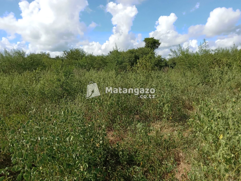Shamba Linauzwa Kiwangwa Chalinze