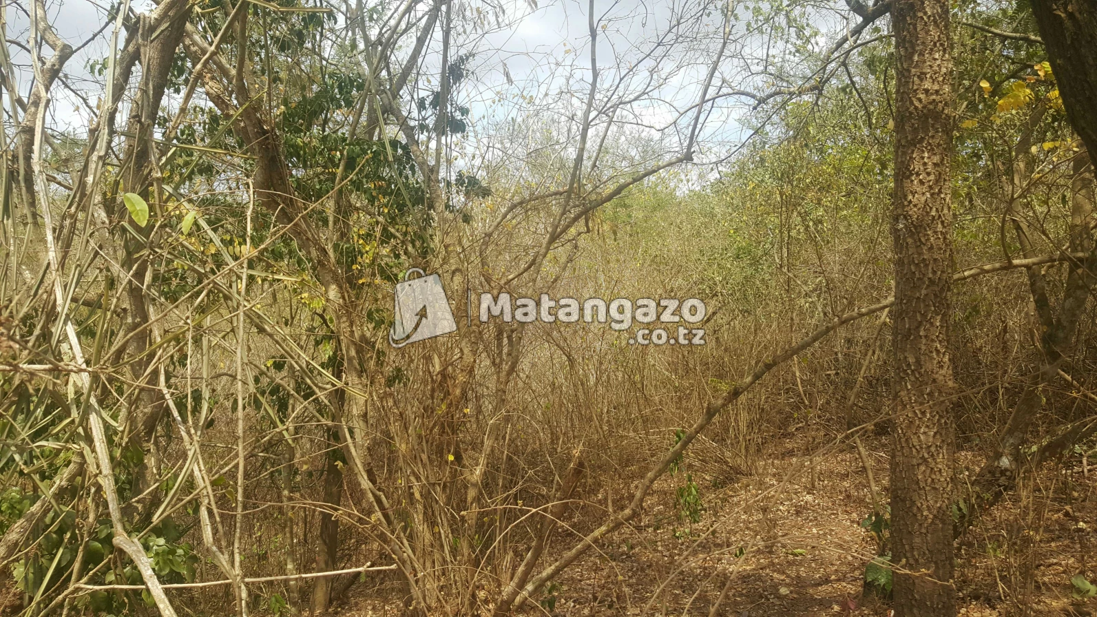 Shamba  Linauzwa