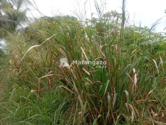Shamba  Linauzwa