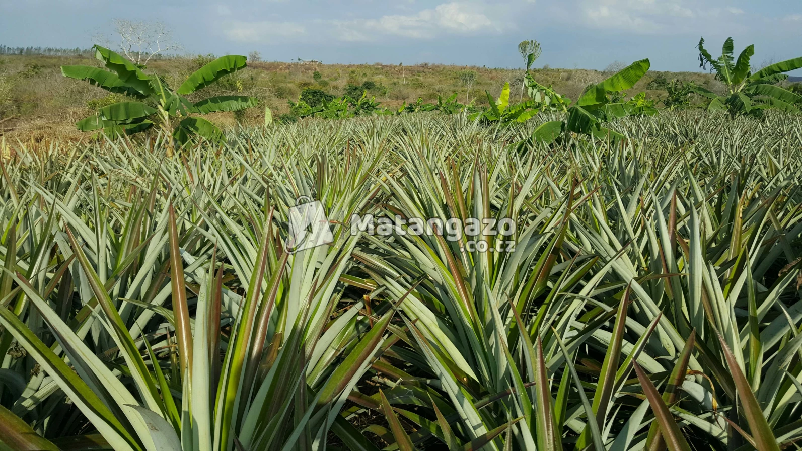 Shamba Linauzwa La Kulima Nanasi