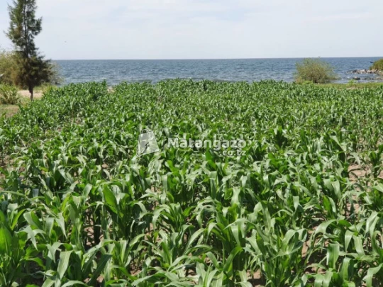 Shamba Linauzwa