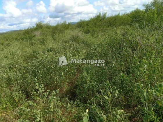 Shamba  Linauzwa