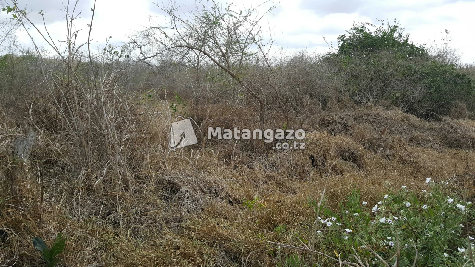 Shamba  Linauzwa