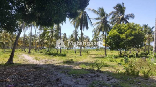Beach Prot Pangani
