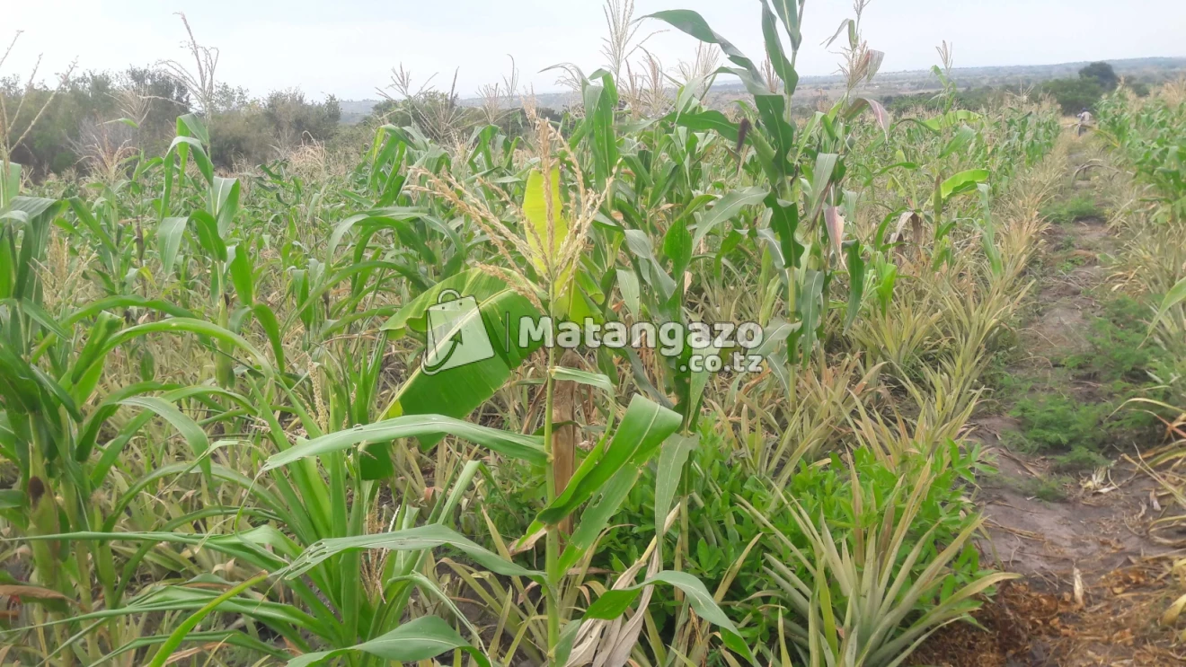 Shamba Hekari Moja Inauzwa