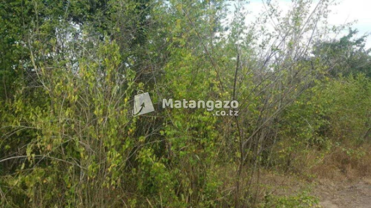 Shamba Linauzwa