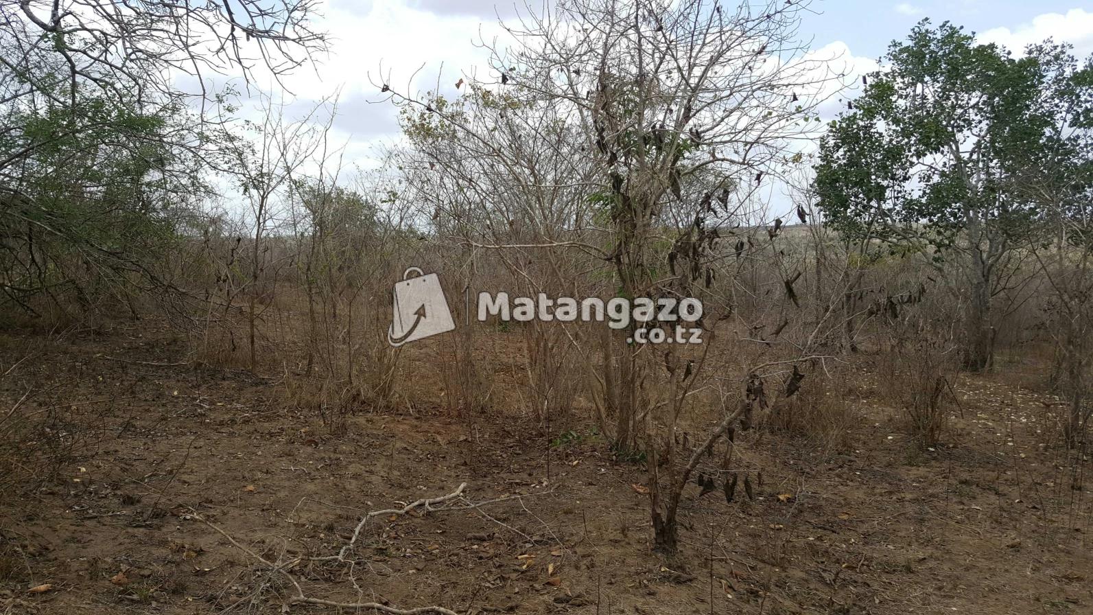 Nauza  Shamba