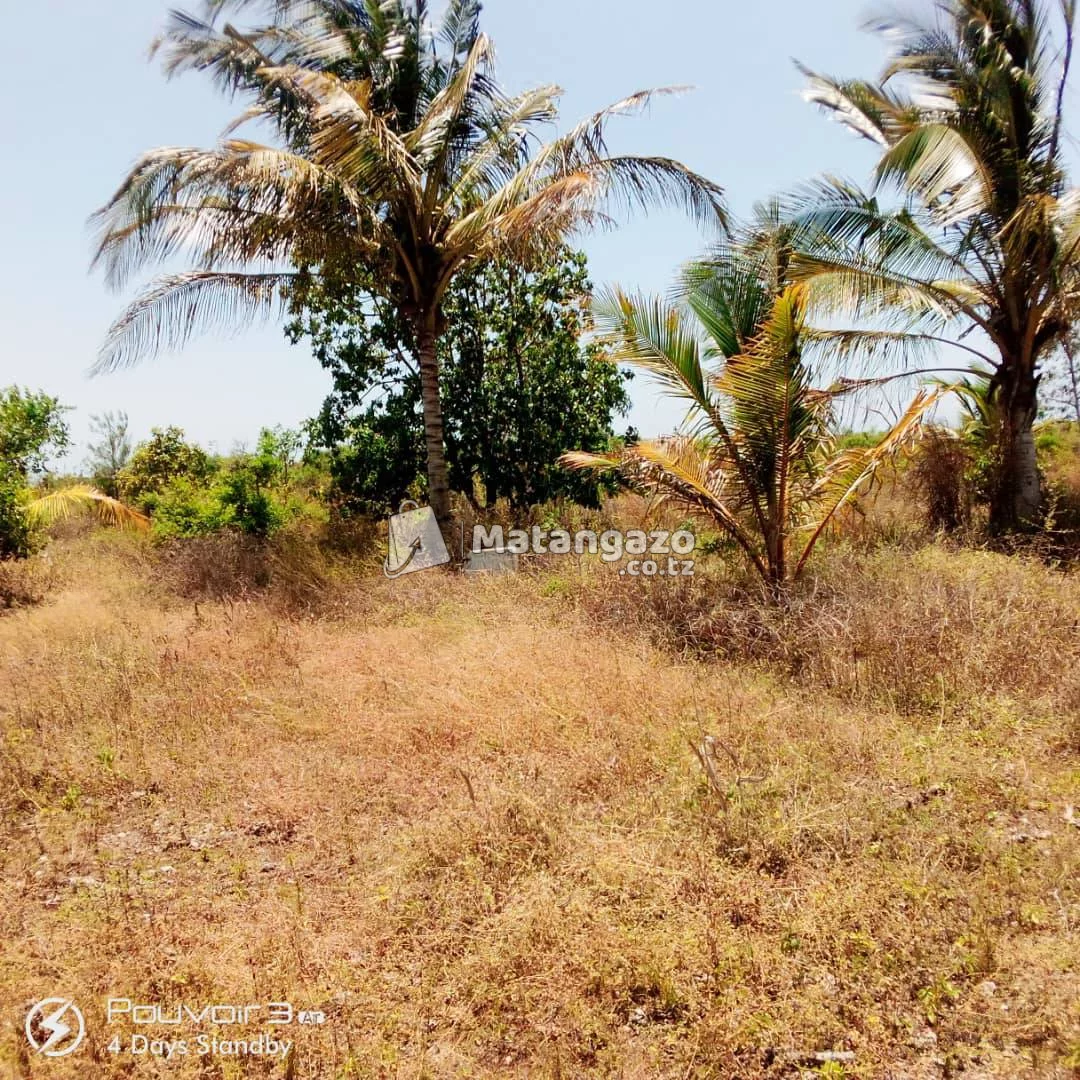 Mtule farmland near to Paje