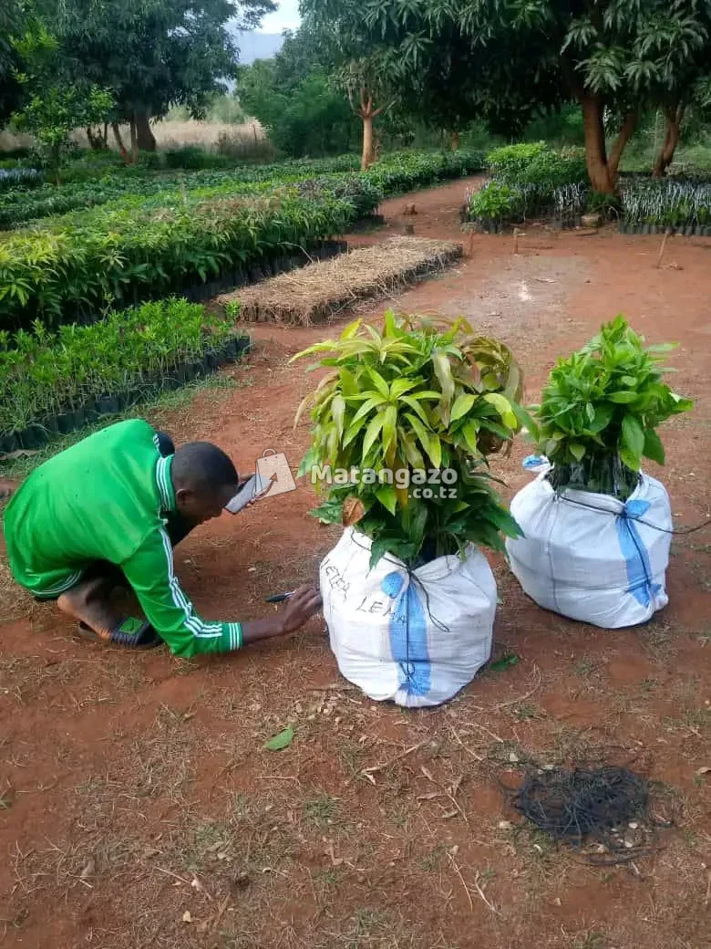 MICHE BORA YA KISASA YA MATUNDA YA MUDA MFUPI