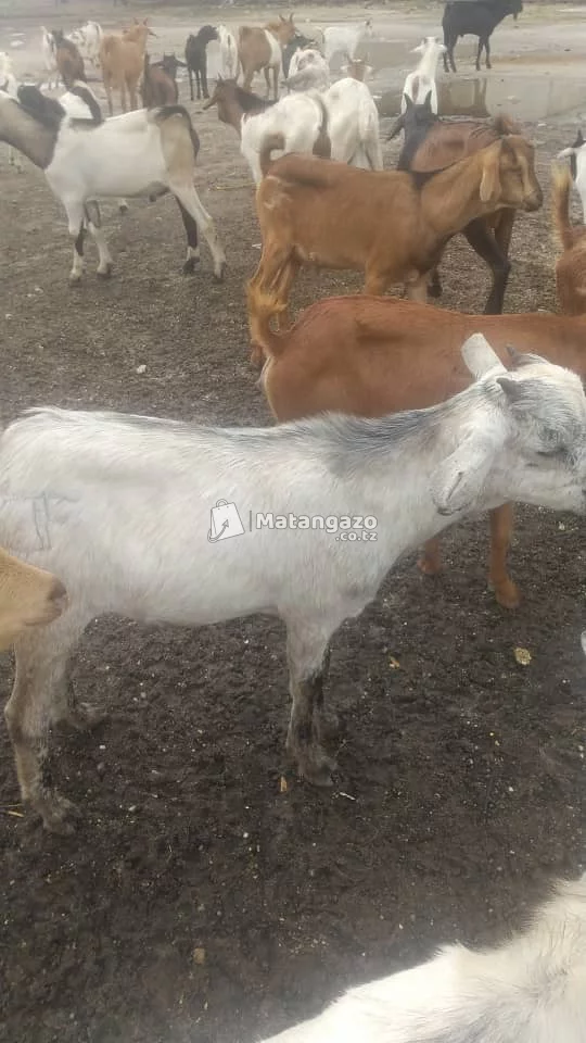 Mbuzi / Goats for Sale