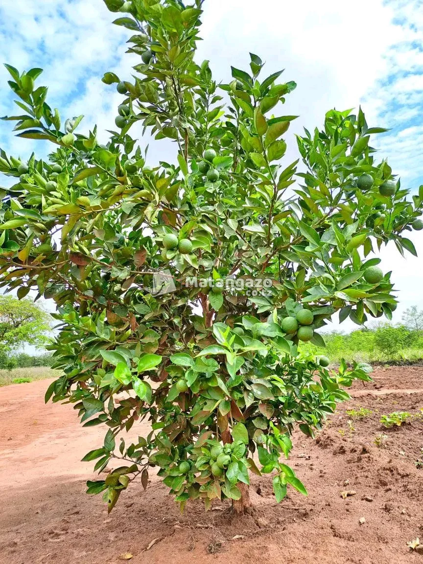 MICHE BORA YA KISASA YA MATUNDA YA MUDA MFUPI