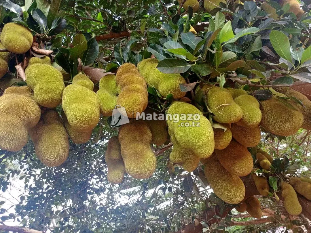 MICHE BORA YA KISASA YA MATUNDA YA MUDA MFUPI