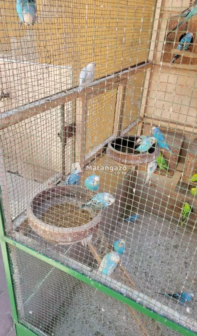 Budgies for Sale
