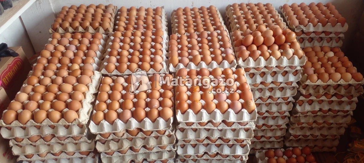 Edoo Solutions Mayai