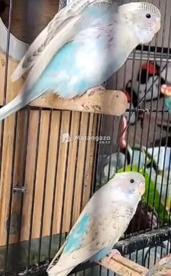 Budgies for Sale