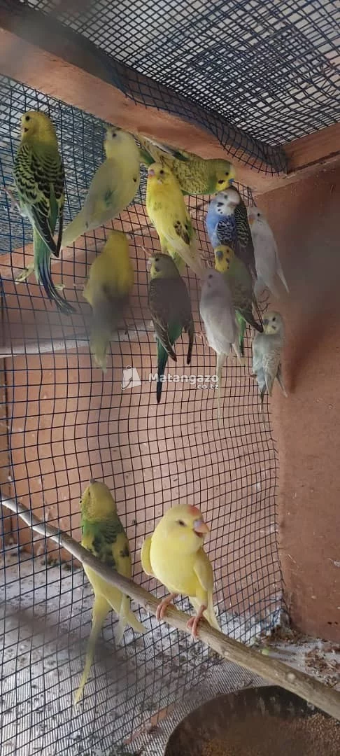 Budgies for Sale