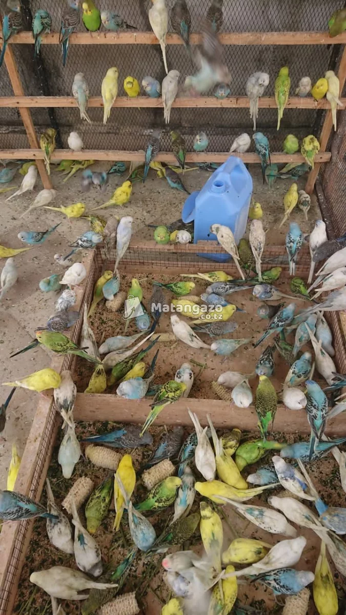 Budgies for Sale