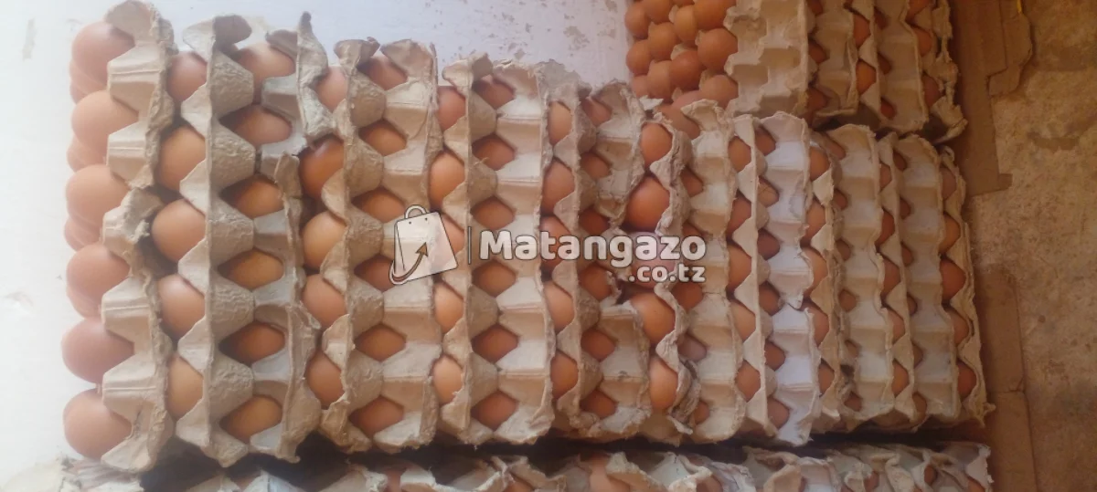 Edoo Solutions Mayai