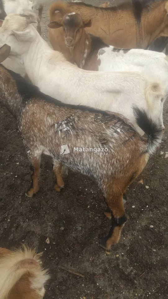 Mbuzi / Goats for Sale