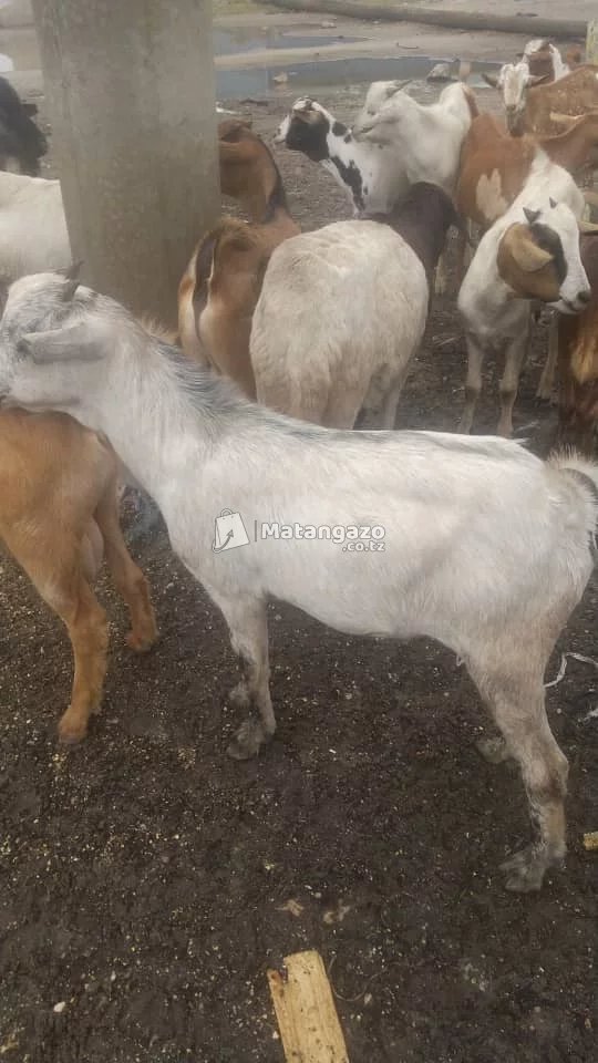 Mbuzi / Goats for Sale
