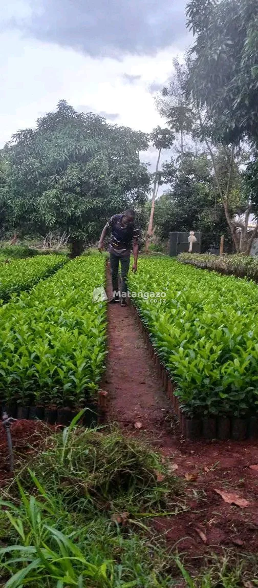 MICHE BORA YA KISASA YA MATUNDA YA MUDA MFUPI