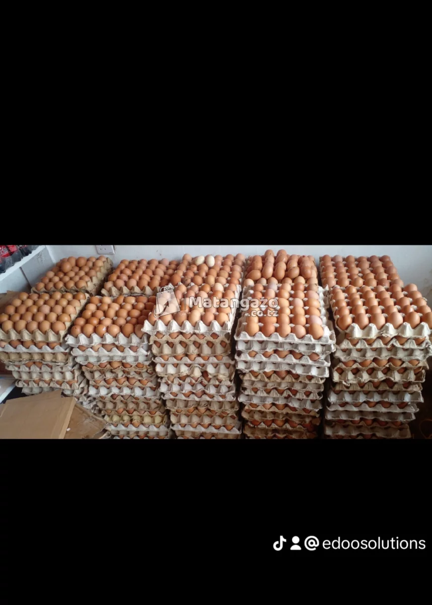 Edoo Solutions Mayai