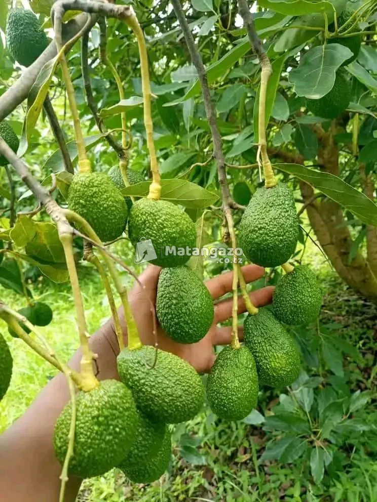MICHE BORA YA KISASA YA MATUNDA YA MUDA MFUPI